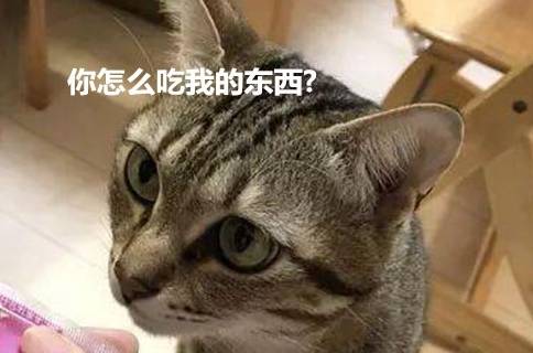因为|主人给孩子喂果冻，因为长得太像营养膏猫咪就在一旁盯着：记仇了