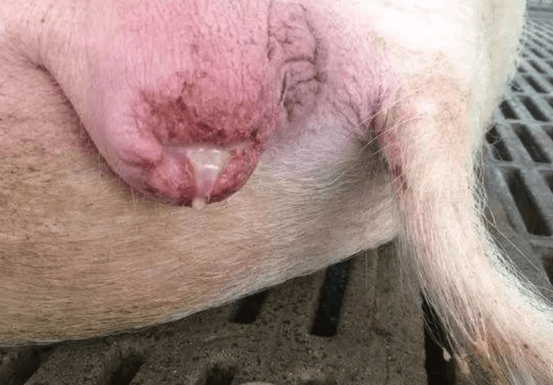 原创母猪子宫炎最有效的治疗方法母猪清宫用什么药最好养猪人必学
