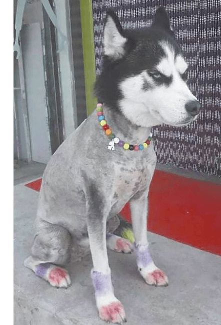 那么萌的哈士奇,剪毛