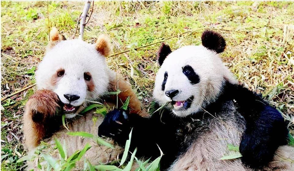 原创大熊猫不止一种四川大熊猫更像熊陕西大熊猫更像猫