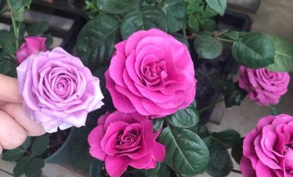 玫瑰花怎么养才能开花不断呢 ab1fc3ca092c4fc791b43469761ae4ba.jpeg