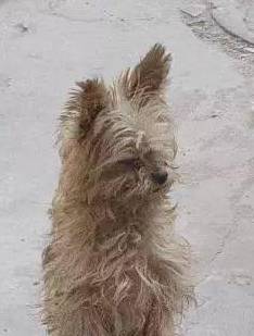 怎么教狗狗装死的动作 e267a1a22365455393f670dc9b2fd9e5.jpeg