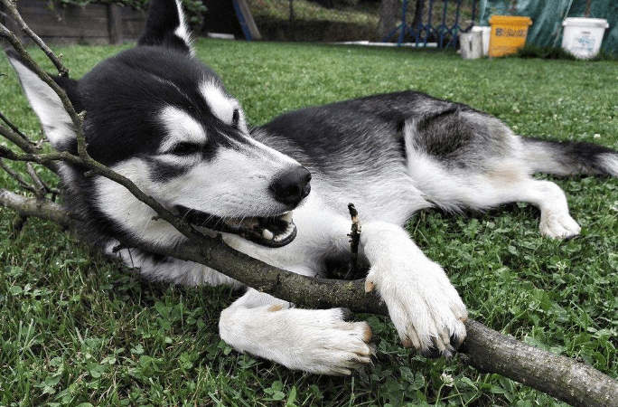 猫咪二哈作死挑衅牦牛,结果牦牛一头撞开了栅栏,接下来憋住别笑