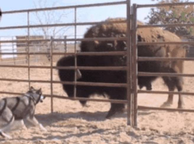 猫咪二哈作死挑衅牦牛,结果牦牛一头撞开了栅栏,接下来憋住别笑