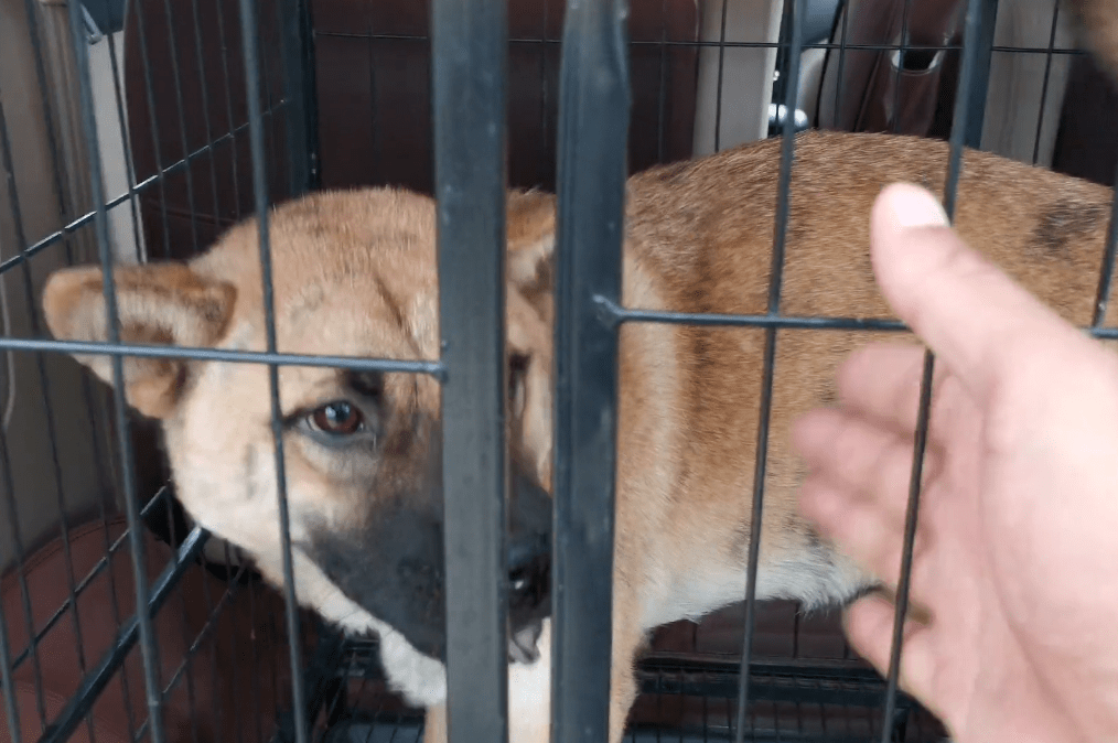 怎么看小狗是否怀孕了 6b7c040f6ba14ec280031bd2afedd294.png