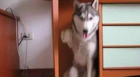 网友二哈被狠心主人打断腿，丢在大街上不管不顾，被救后留下了阴影