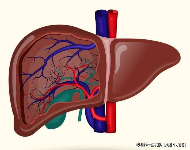 人体|李兰娟：早上是养肝“黄金期”，常将4种早餐端上桌，或对肝有益