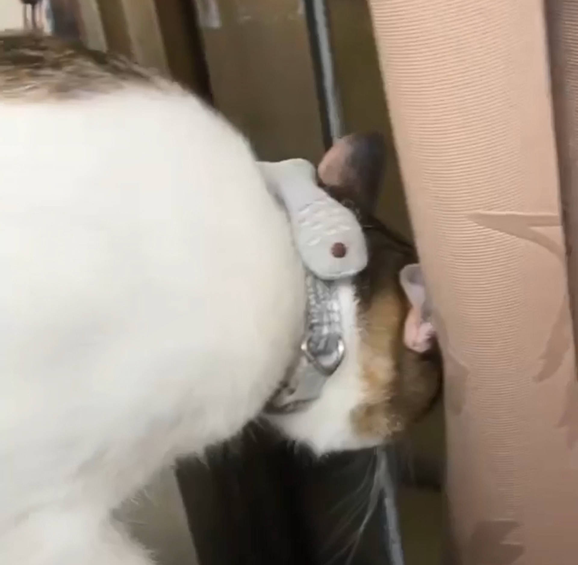 猫咪怎么叫醒主人 cb445e20bc3f4829ac18be5954a57e8d.jpeg