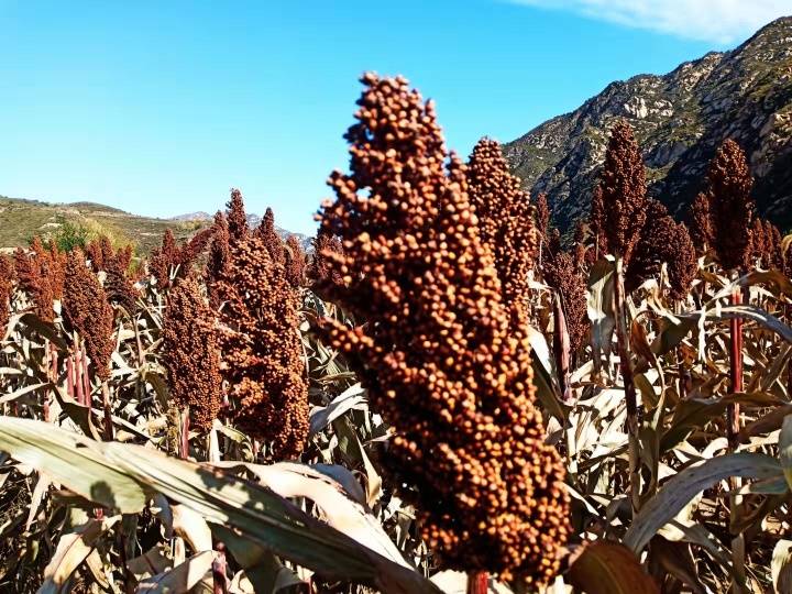 灵丘县|灵丘县白崖台乡举办红高粱摄影艺术节