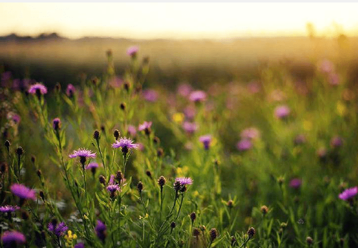 伴侣|解开婚姻困局，打开人与人之间关系的可能性