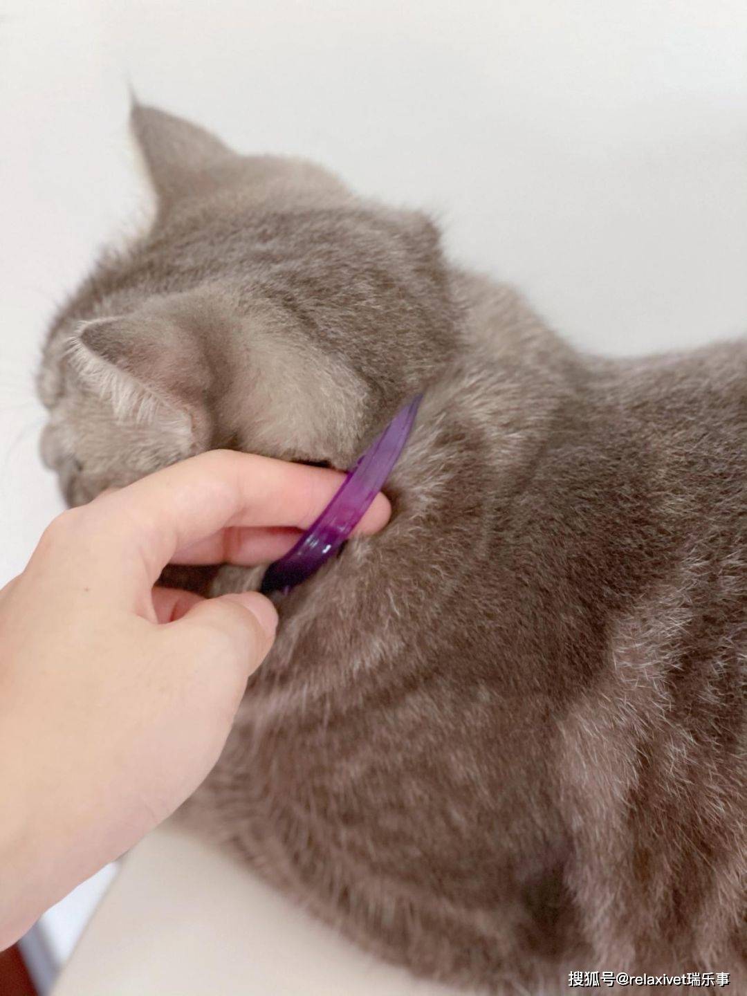 怎么看小猫是不是便秘 c30f201fd0c84fd1bc3709a4ada68ce4.jpeg