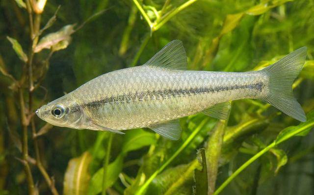 野生動物不能吃了那野生河魚還能吃嗎有些不能吃