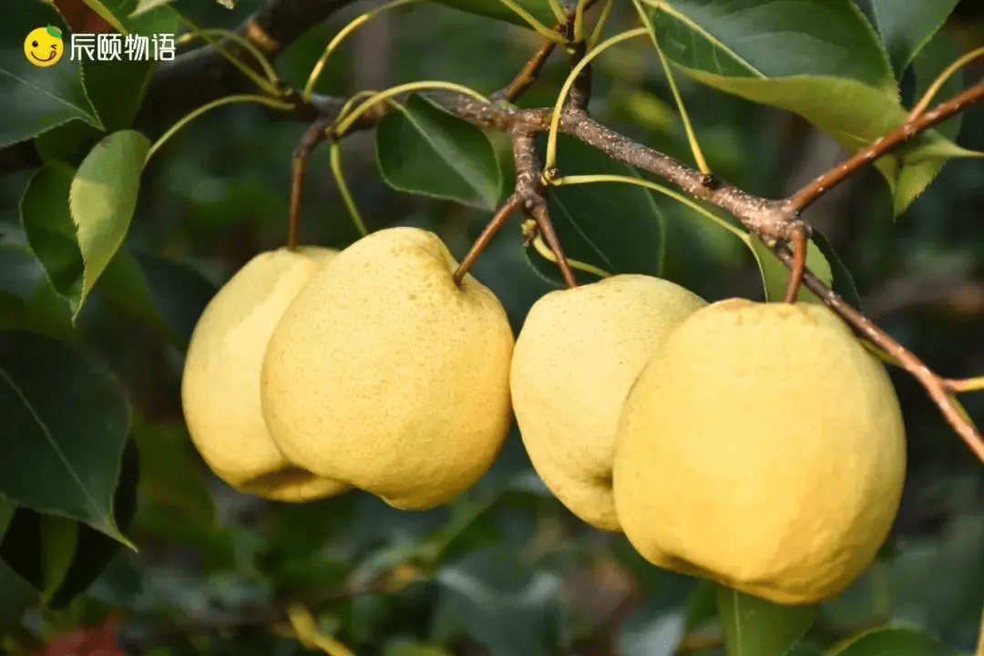 辰颐物语隰县酥梨千年梨乡邀您共赴一场秋梨盛宴