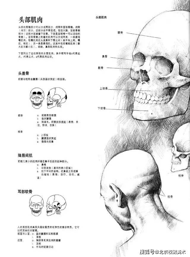 头像校尉美术：素描头像的画法需要注意哪些问题呢？