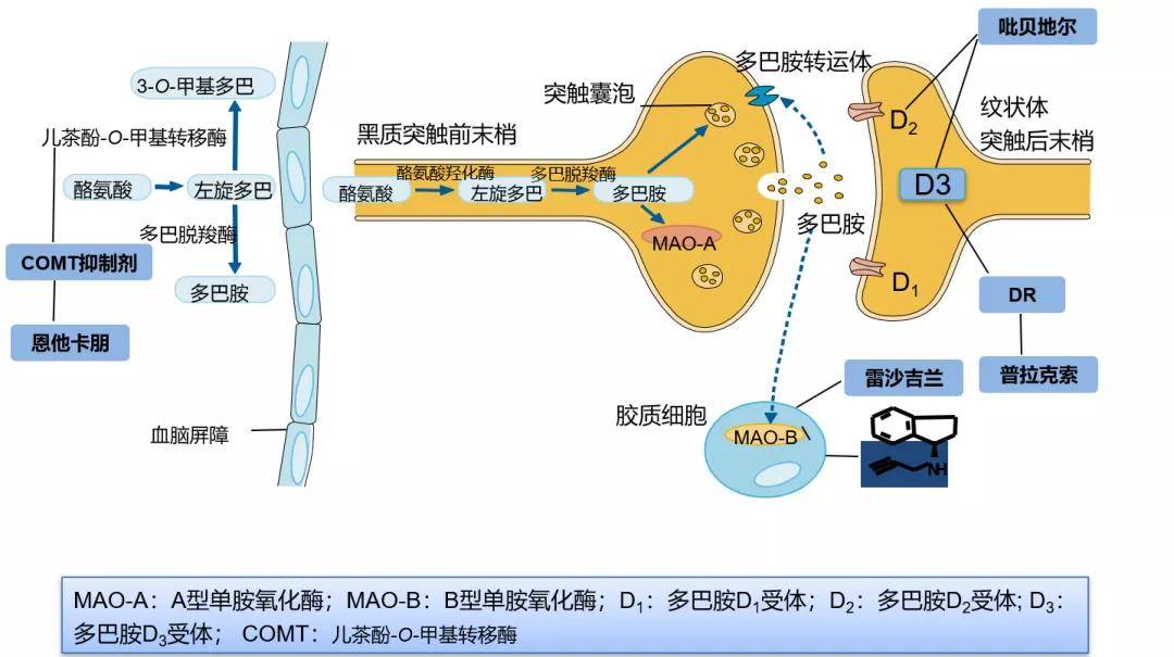 小帕讲故事多巴胺受体激动剂