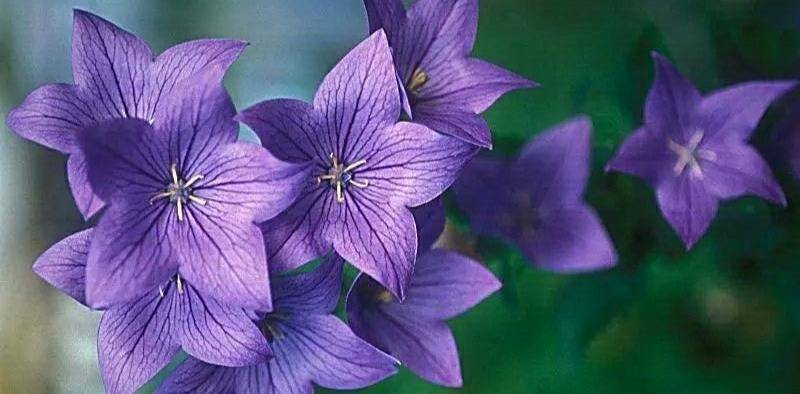 桔梗花 永恒的爱与无望的爱 授粉