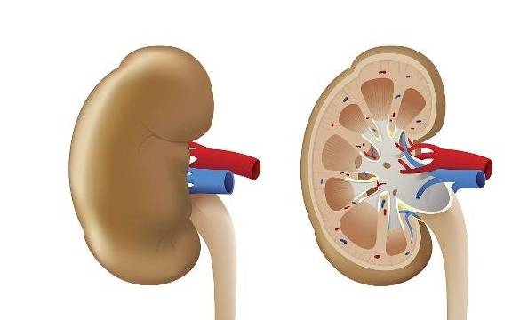 症状|年轻人要警惕这3种肾脏“疾病”，赶紧行动起来吧