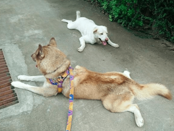 学谁大白狗模仿二哈在路上学鸭趴，二哈：你莫不是个傻子吧？