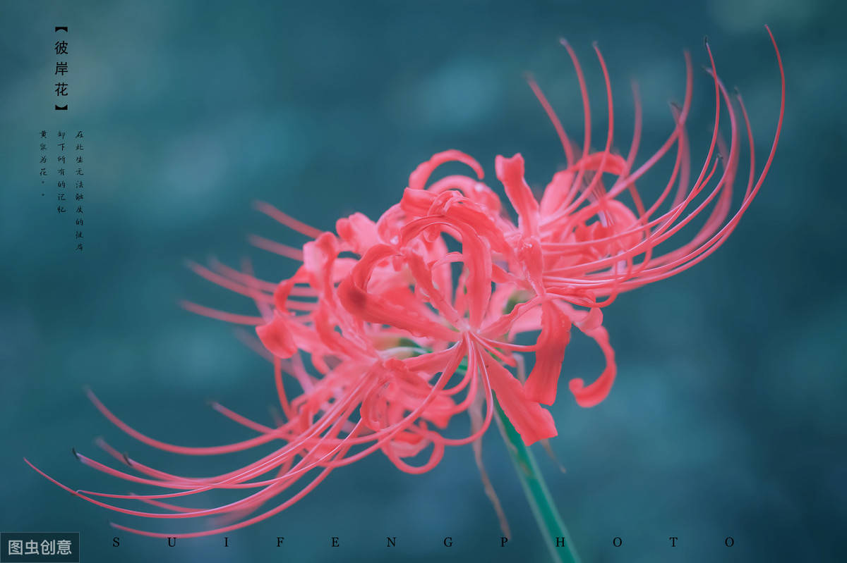 心理测试哪一朵彼岸花最惊艳测出此时刻谁在想念你