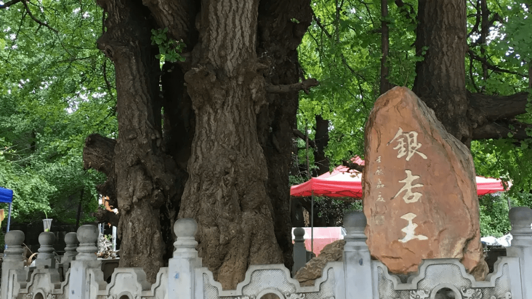 历史|【国家AAA级景区】腾冲江东银杏村景区