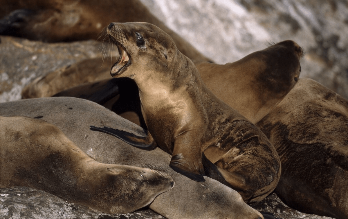 原创斯特拉大海牛长10米重10吨因味美好捕不到30年就被人吃灭绝