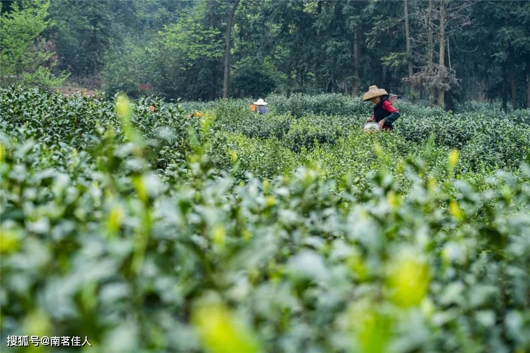 茶园|真的要一杆子打死台地茶吗？