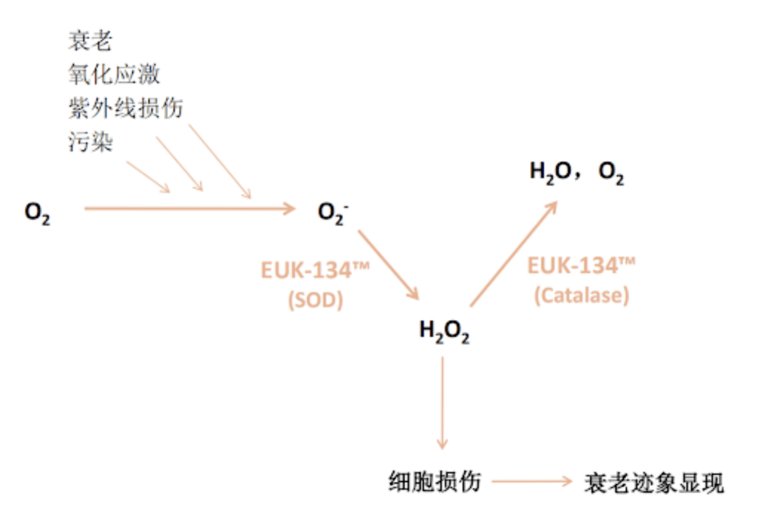机理想要一次搞定抗衰+美白？这8个产品必须收好！