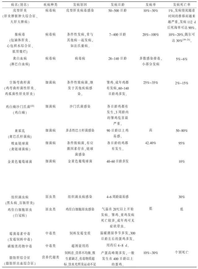 肝脏|造成蛋鸡肝脏破裂出血的常见疾病诊断