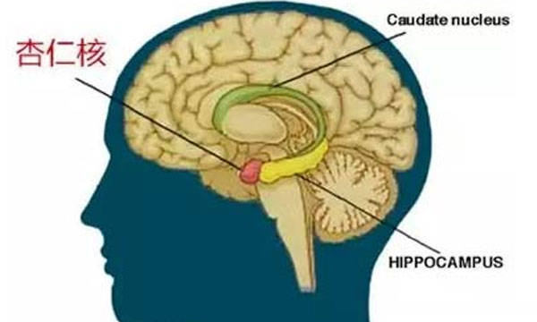 【科普】大脑中的杏仁核，和抑郁症有什么关系?_nuclei