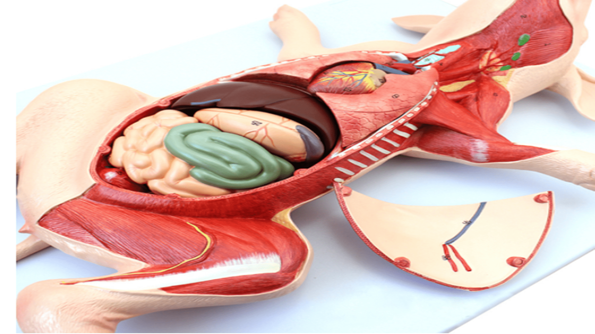 肾脏|为什么猪和人能移植肾脏？猪肾移植人体，正常工作了54小时