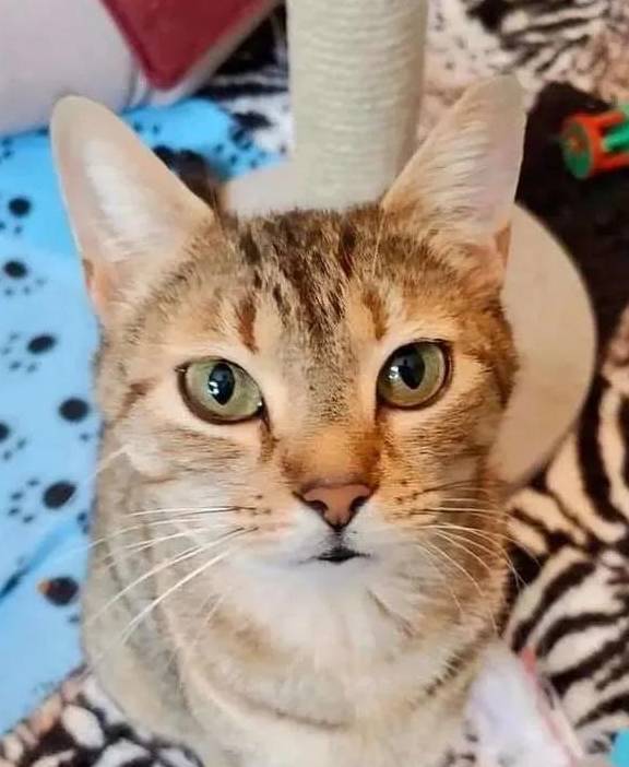 救助流浪猫妈妈被救助后却心事重重，直到和小奶猫们重逢，才如释重负