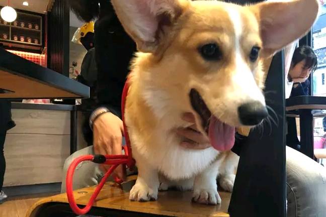 带着网友懒得做饭了，带柯基去餐厅吃饭，柯基根本坐不住！