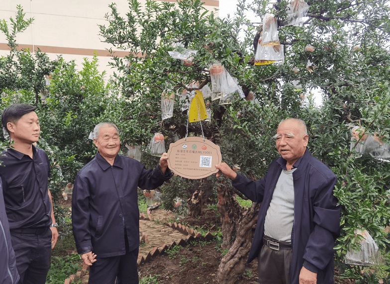 临潼石榴结新果