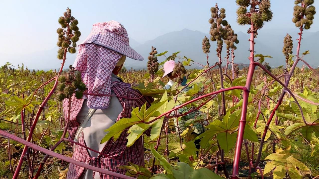 以前在农村常见种植蓖麻为什么现在种植少了蓖麻有什么作用