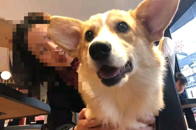 带着网友懒得做饭了，带柯基去餐厅吃饭，柯基根本坐不住！