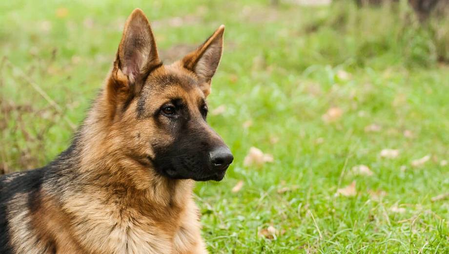 智商狗狗颜值被重新排名，第一名不是阿富汗猎犬，而是它？