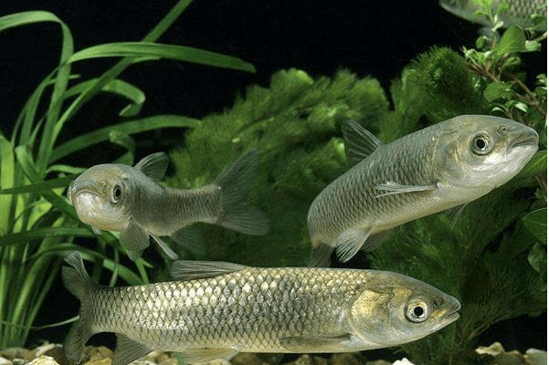 湖北良成農業淡水養殖什麼魚利潤高下面來看看