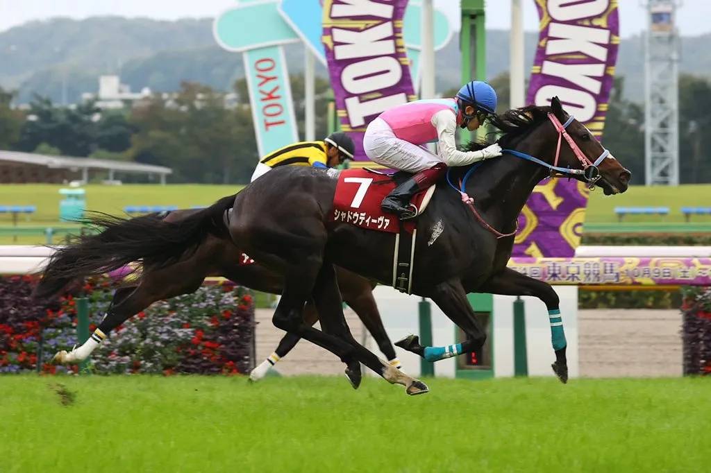 原创大陆赛马网日本种公马真心呼唤子嗣斩获第52个锦标赛冠军