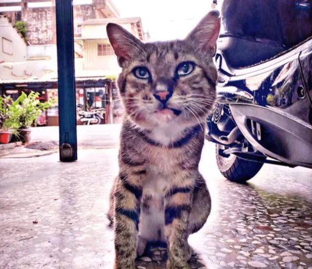 猫咪小猫因吃不饱，竟然讹上人类女孩，自己混熟后，再带不同小弟上门