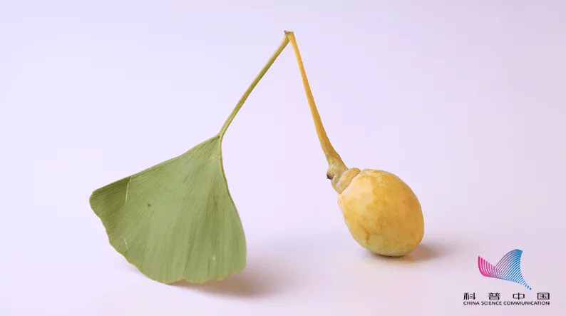 毒性|当心！路边常见的这东西有毒，千万别随意&amp;quot;碰&amp;quot;！严重可致命