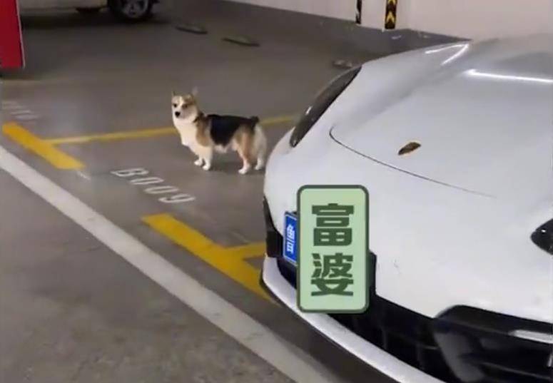 崩溃狗都嫌家贫！山东一狗子蹲保时捷前等开门，主人崩溃：咱家是大众