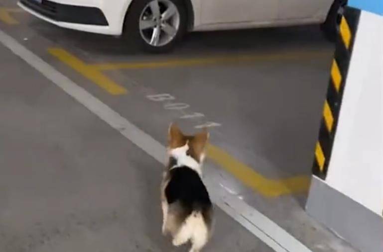 崩溃狗嫌家贫!山东一狗子蹲保时捷前等开门,主人崩溃:咱家是大众