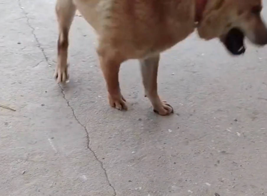 江苏一主人想和田园犬握手奈何链子太短 下一秒狗子举动亮了 狗狗