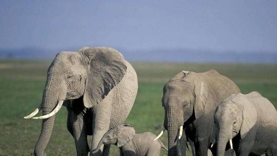 大象的天敌是谁，大象有天敌吗