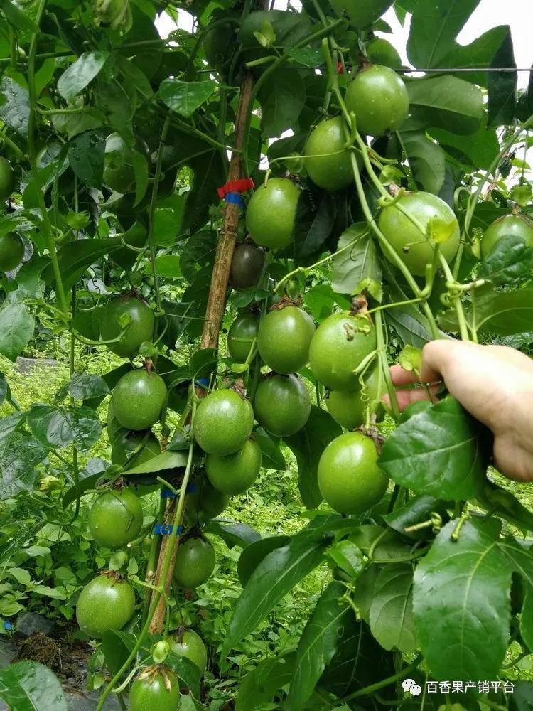 中國百香果種植面積究竟有多少畝全國需求量有多大