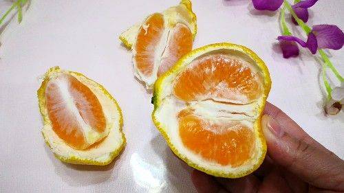 橘子也分公母？超甜橘子这样选，记住4点，汁多肉嫩，一挑一个准