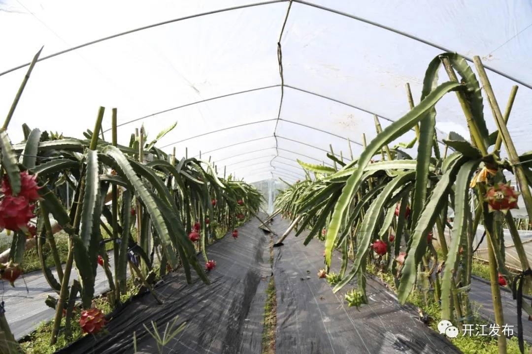 四川開江:紅心火龍果 助力鄉村振興