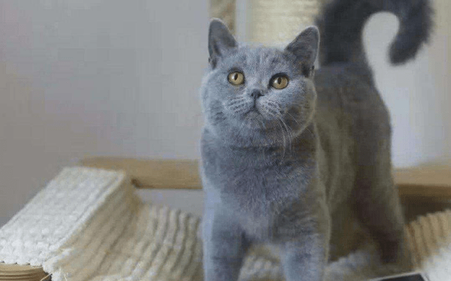 主人买了个充气猫回来,不料橘猫当场就怒了,下一秒大家憋住别笑 主人买了个充气猫回来,不料橘猫当场就怒了,下一秒大家憋住别笑