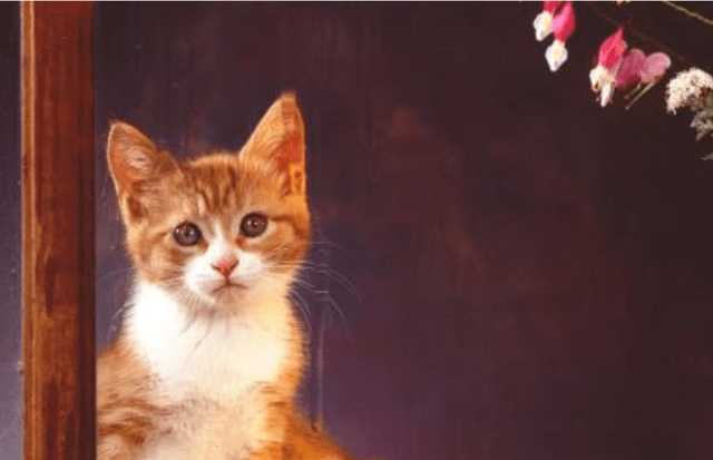 主人买了个充气猫回来,不料橘猫当场就怒了,下一秒大家憋住别笑 主人买了个充气猫回来,不料橘猫当场就怒了,下一秒大家憋住别笑