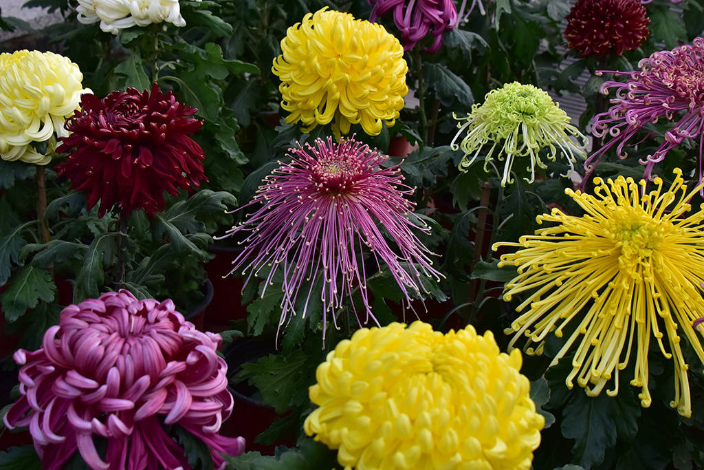 菊花|北海公园菊花盛放 色彩斑斓鲜艳夺目